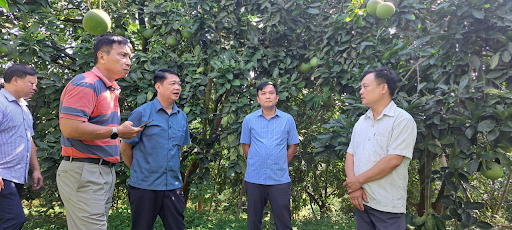 Tiếp tục thực hiện các giải pháp xuất khẩu Bưởi năm 2025