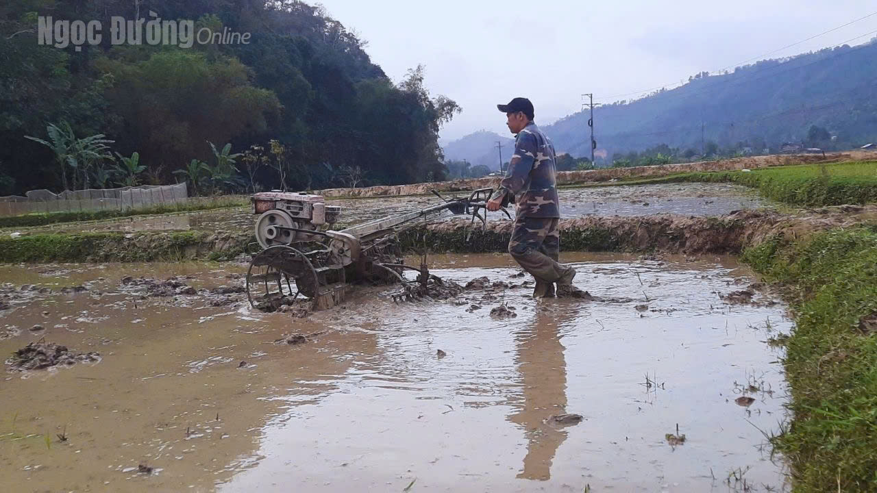  Nông dân xã Ngọc Đường tập trung gieo mạ vụ Xuân 2026, chủ động phòng chống rét cho cây lúa