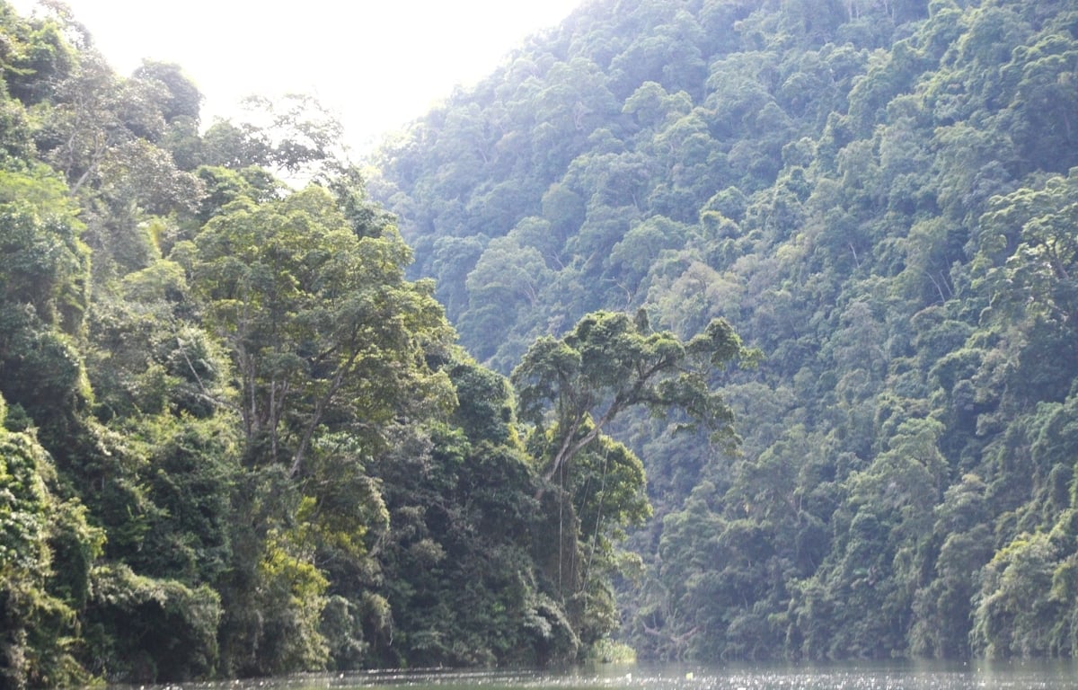 Tháo gỡ khó khăn, đẩy nhanh tiến độ chi trả dịch vụ môi trường rừng