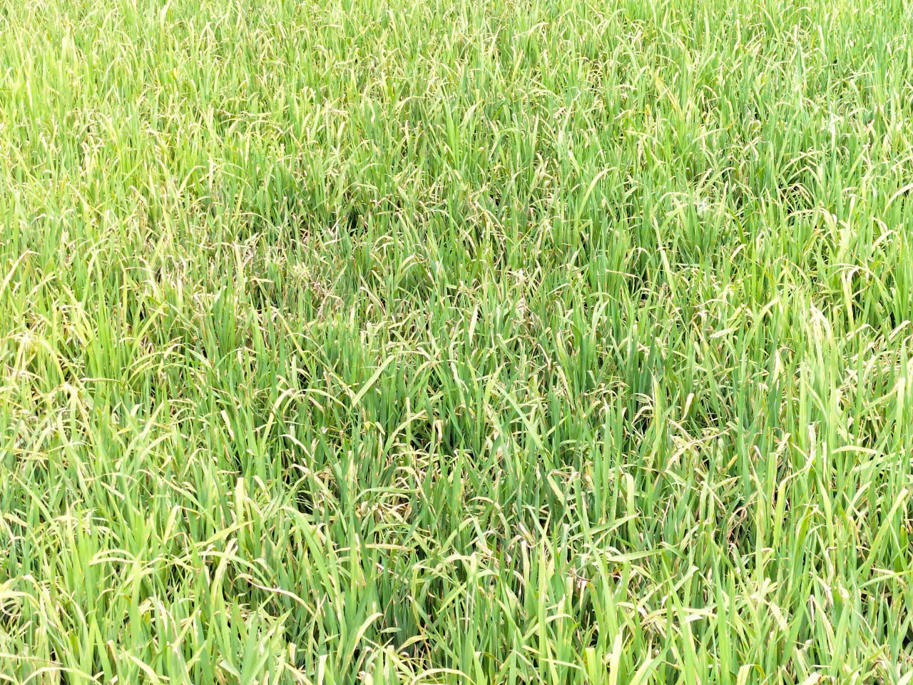 CÁCH NHẬN BIẾT VÀ PHÒNG TRỪ BỆNH ĐẠO ÔN LÁ VÀ BỆNH ĐỐM SỌC VI KHUẨN HẠI LÚA