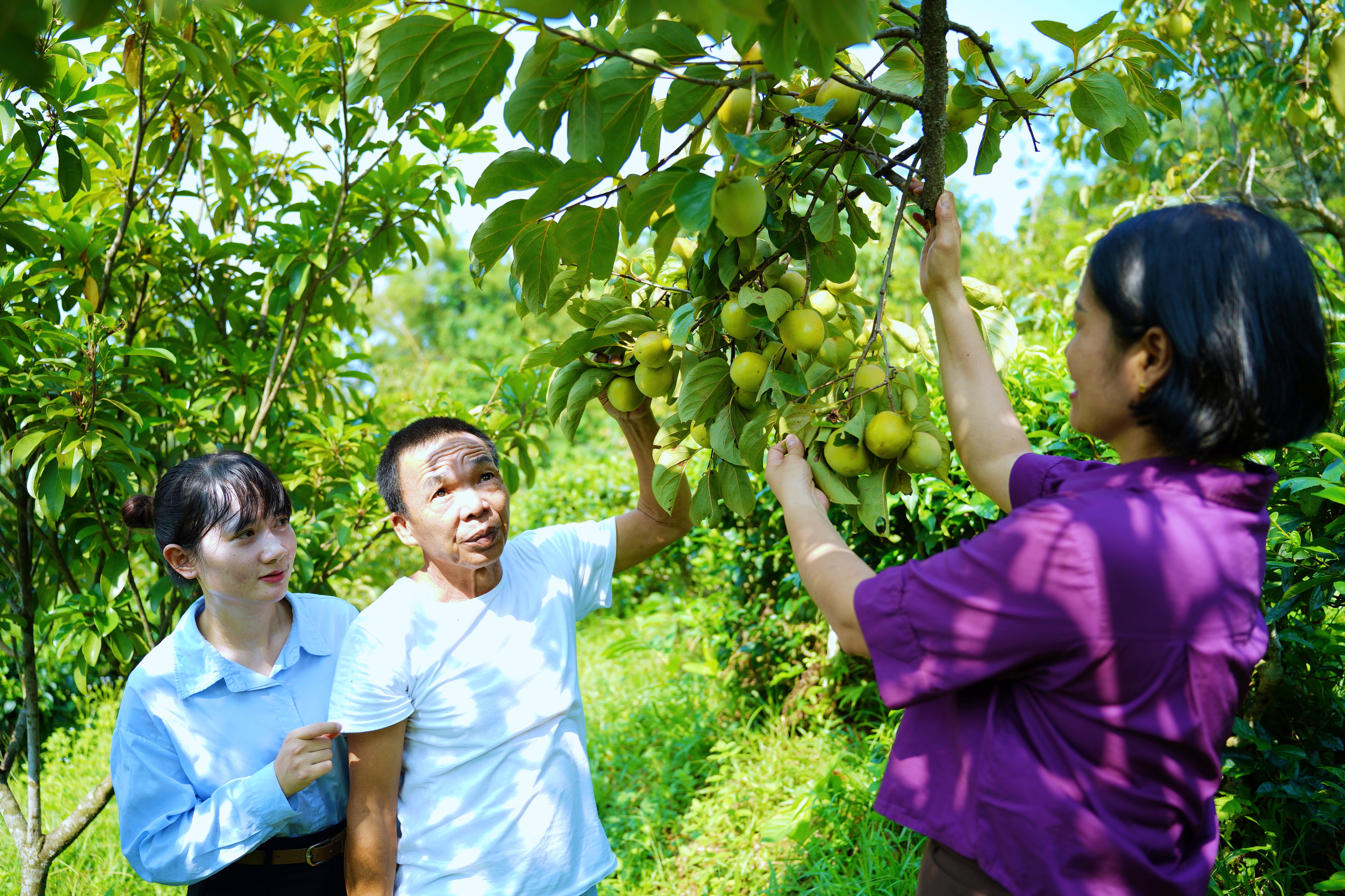 Hồng mọng Tràng Đà: Đánh thức giá trị đặc sản mùa thu