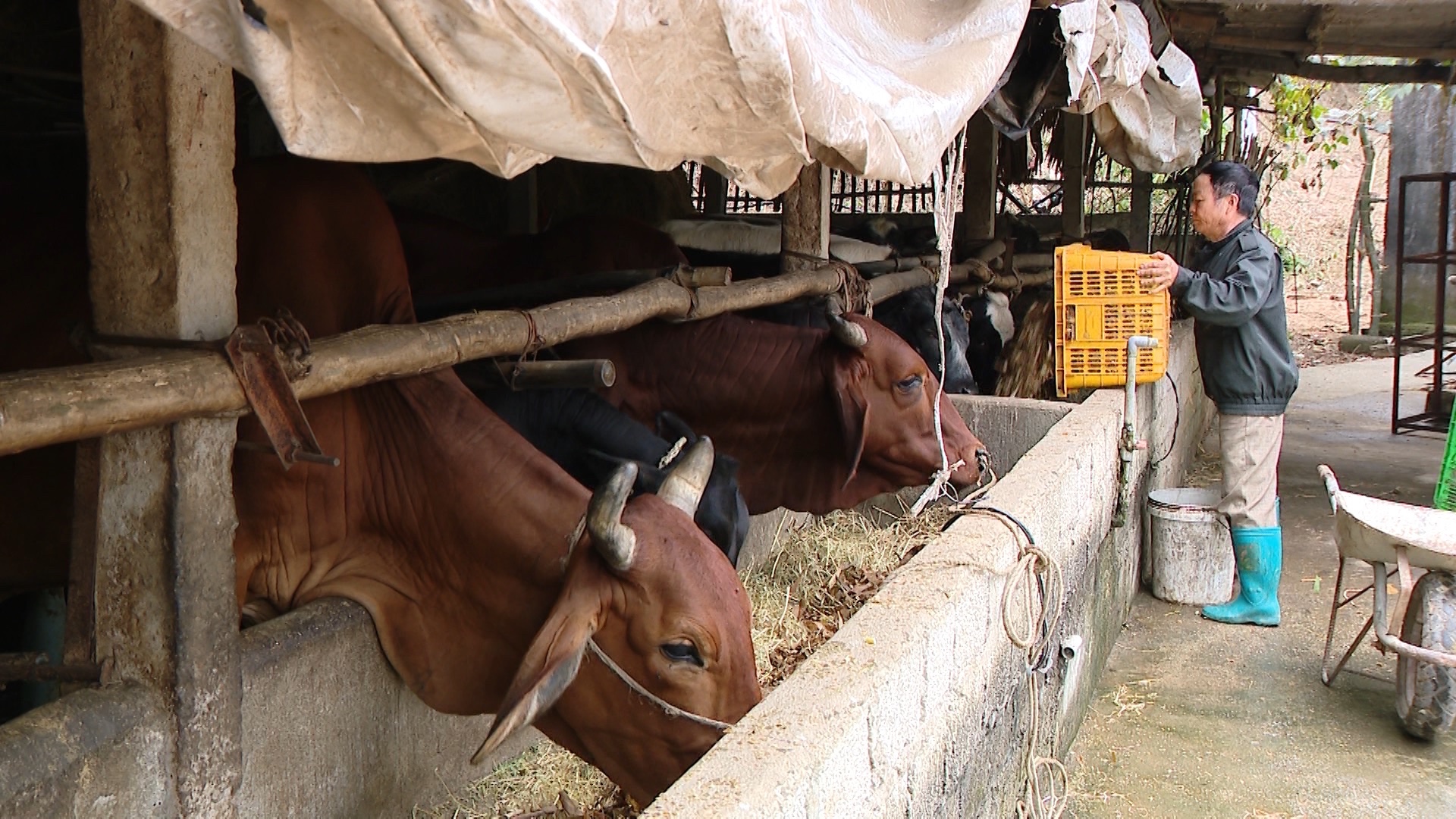 Chủ động phòng, chống rét đậm, rét hại do không khí lạnh tăng cường