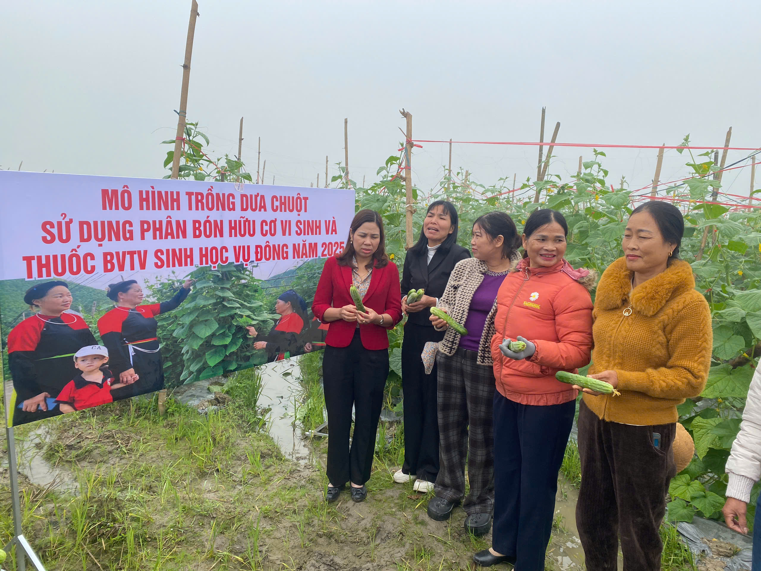 Đánh giá kết quả mô hình liên kết sản xuất và tiêu thụ dưa chuột  tại xã Thái Hòa