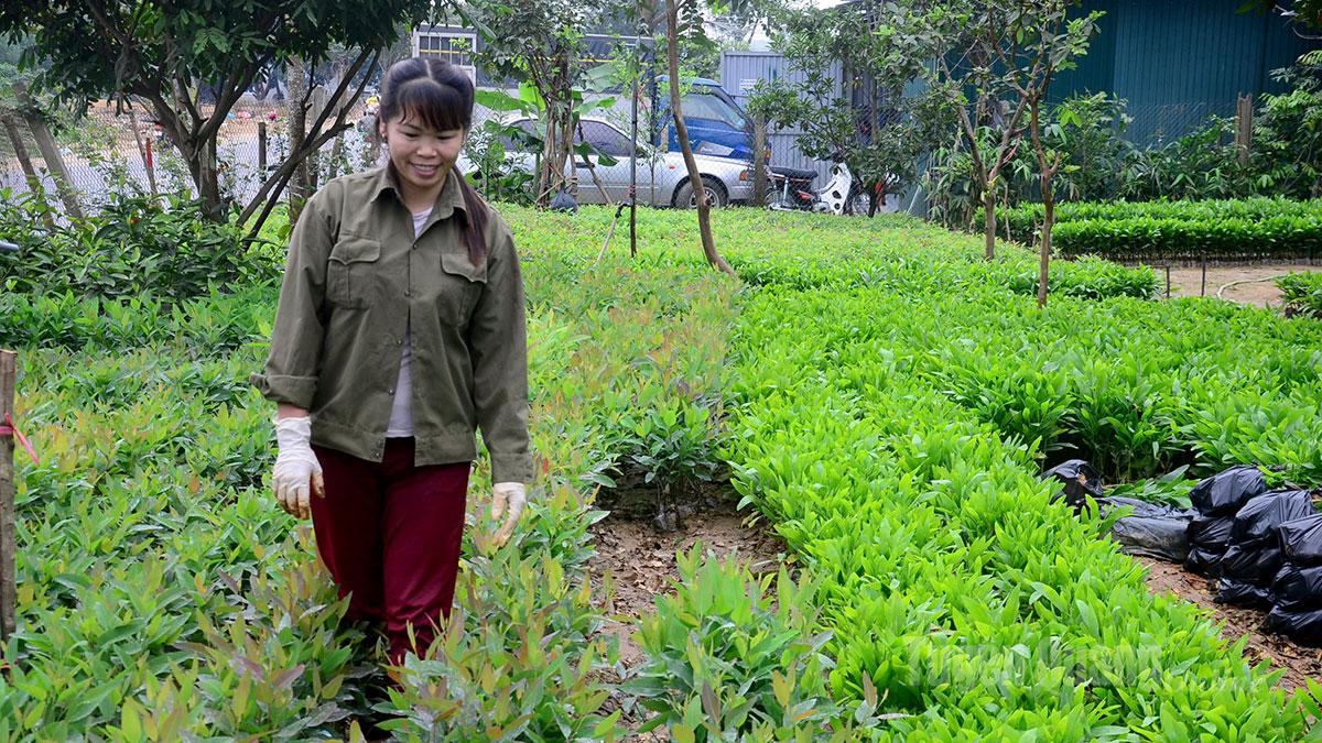 Toàn tỉnh phấn đấu trồng mới 13.700 ha rừng tập trung