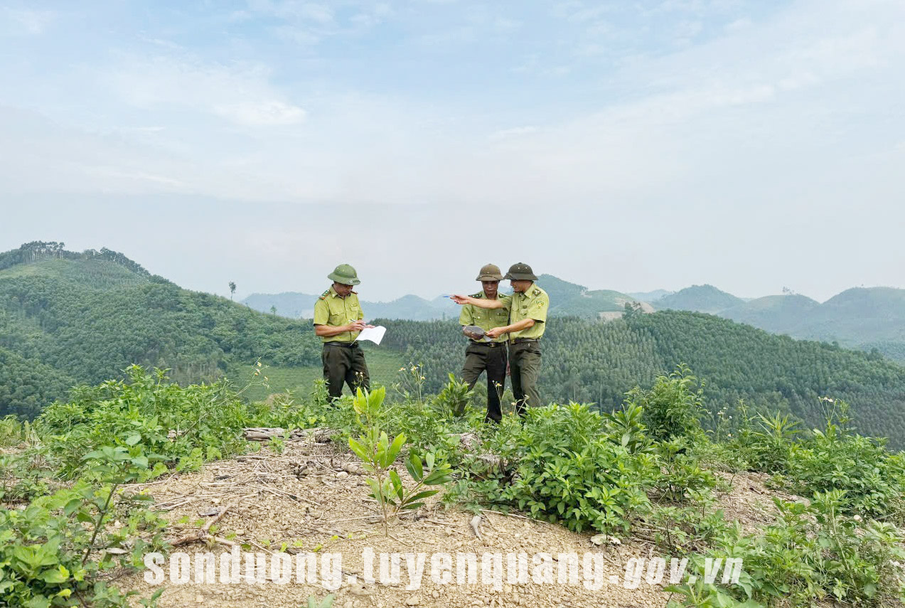 Xã Sơn Dương vượt chỉ tiêu trồng và khai thác rừng