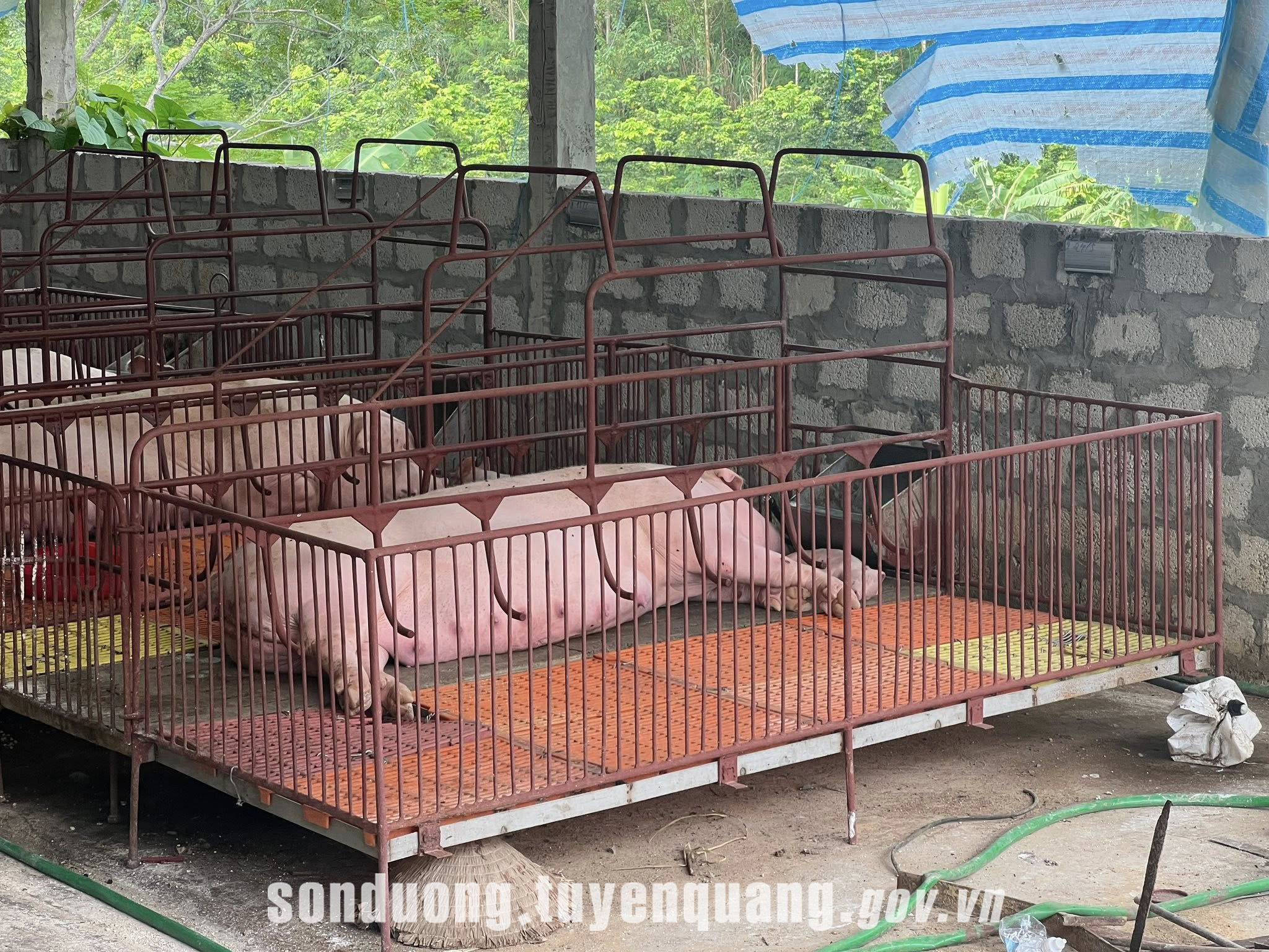 Xã Sơn Dương triển khai quyết liệt các biện pháp phòng, chống dịch tả lợn Châu Phi