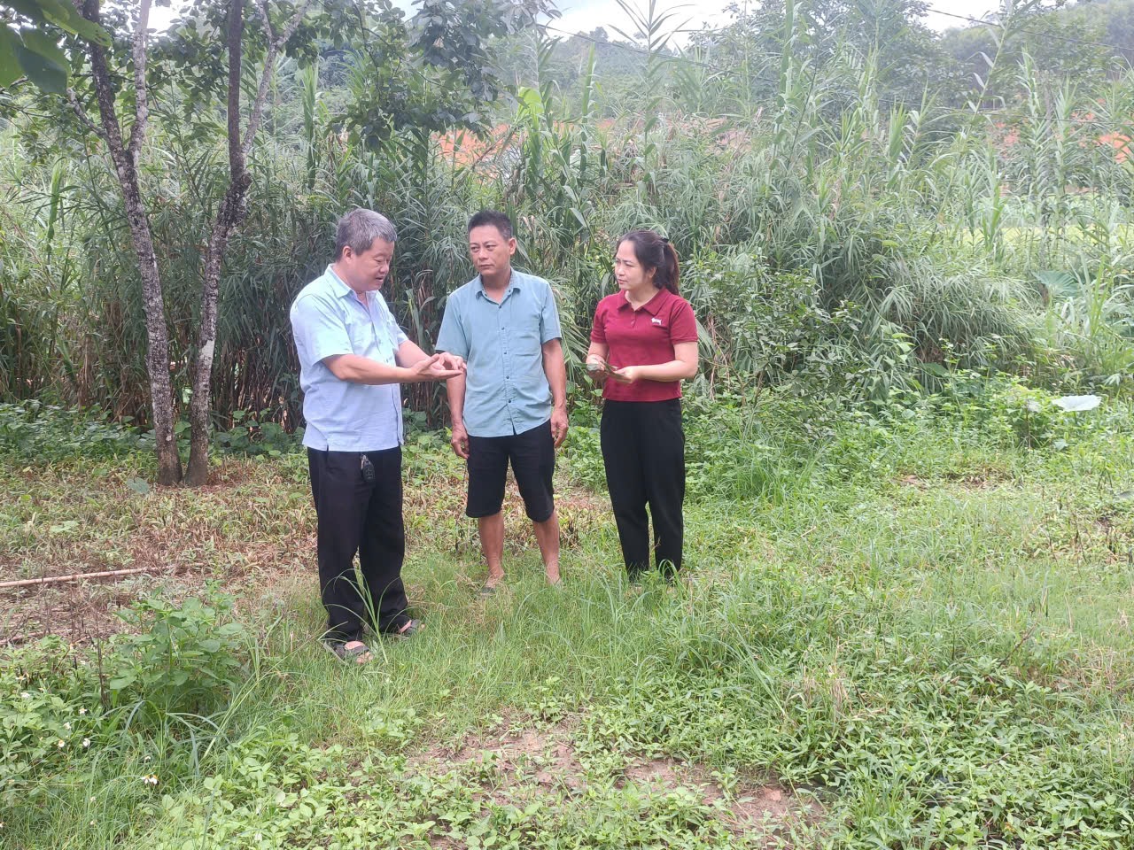 TRUNG TÂM DỊCH VỤ CÔNG XÃ XUÂN VÂN PHỐI HỢP THĂM, HƯỚNG DẪN CHĂM SÓC VÀ PHÒNG TRỪ SÂU BỆNH CHO CÂY HỒNG NGÂM