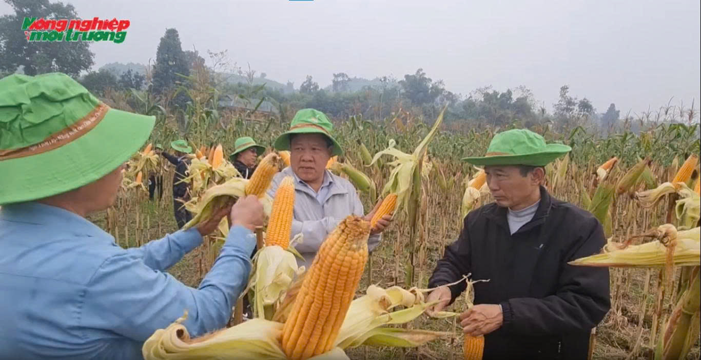 Giống ngô TBM189, khẳng định chất lượng trên đồng đất xứ Tuyên
