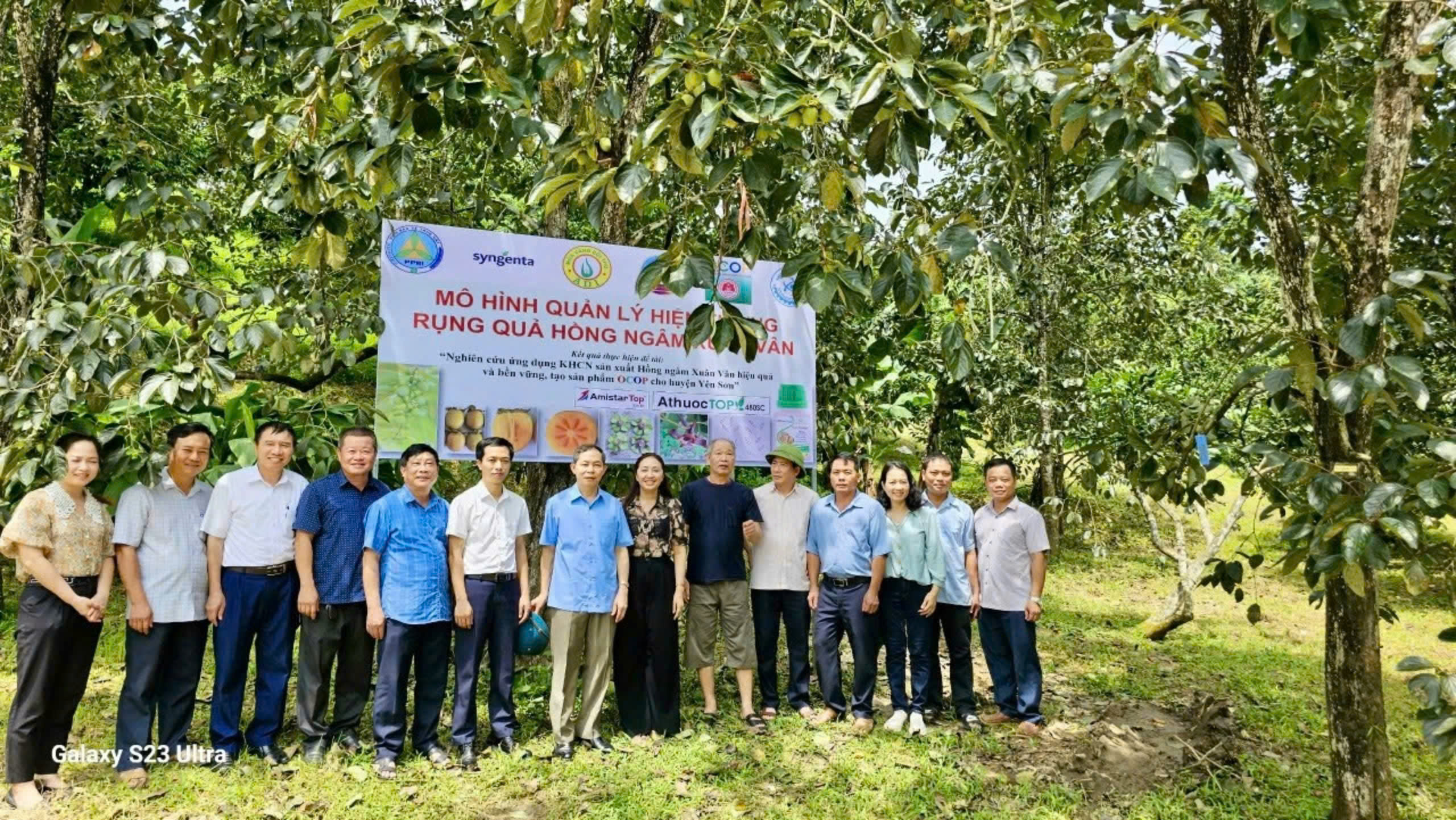 Kết quả ứng dụng khoa học kỹ thuật quản lý cây trồng tổng hợp (ICM) trên cây hồng ngâm tại xã Xuân Vân