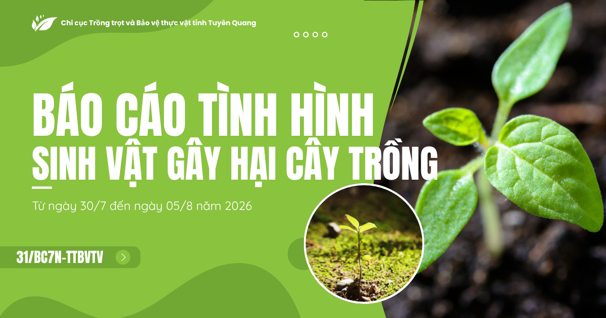 Báo cáo tình hình sinh vật gây hại cây trồng (Từ ngày 30/7 đến ngày 05/8/2026)