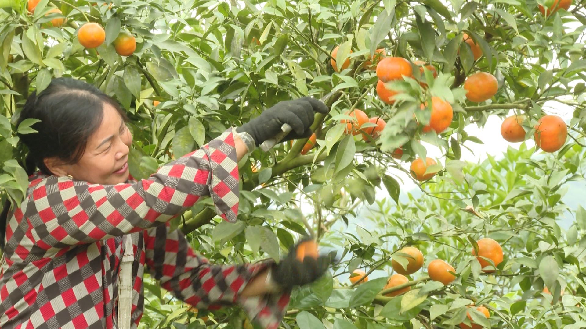 Xã Vĩnh Tuy vào mùa thu hoạch cam, quýt