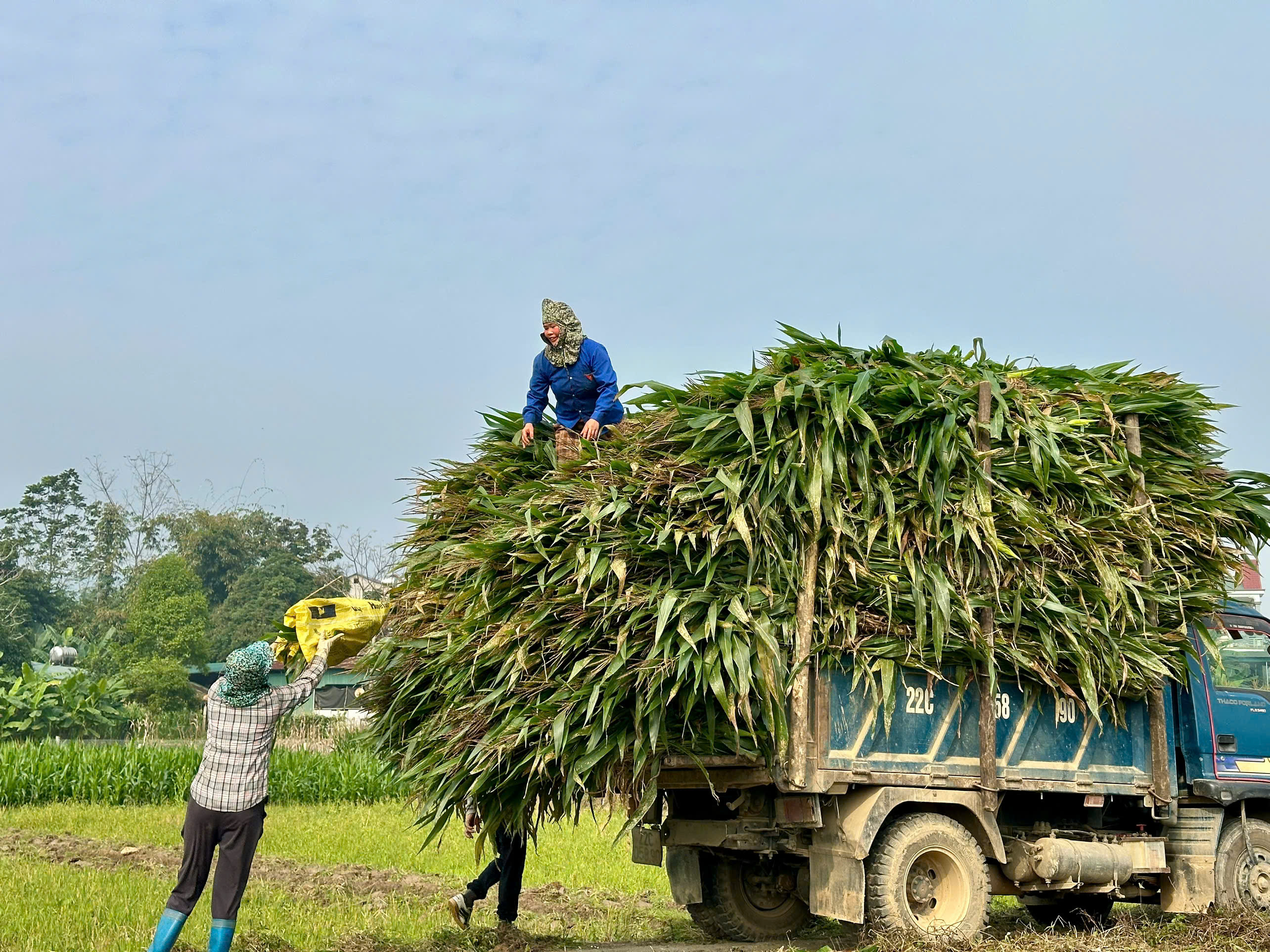 Hòa An sẵn sàng cho sản xuất vụ xuân