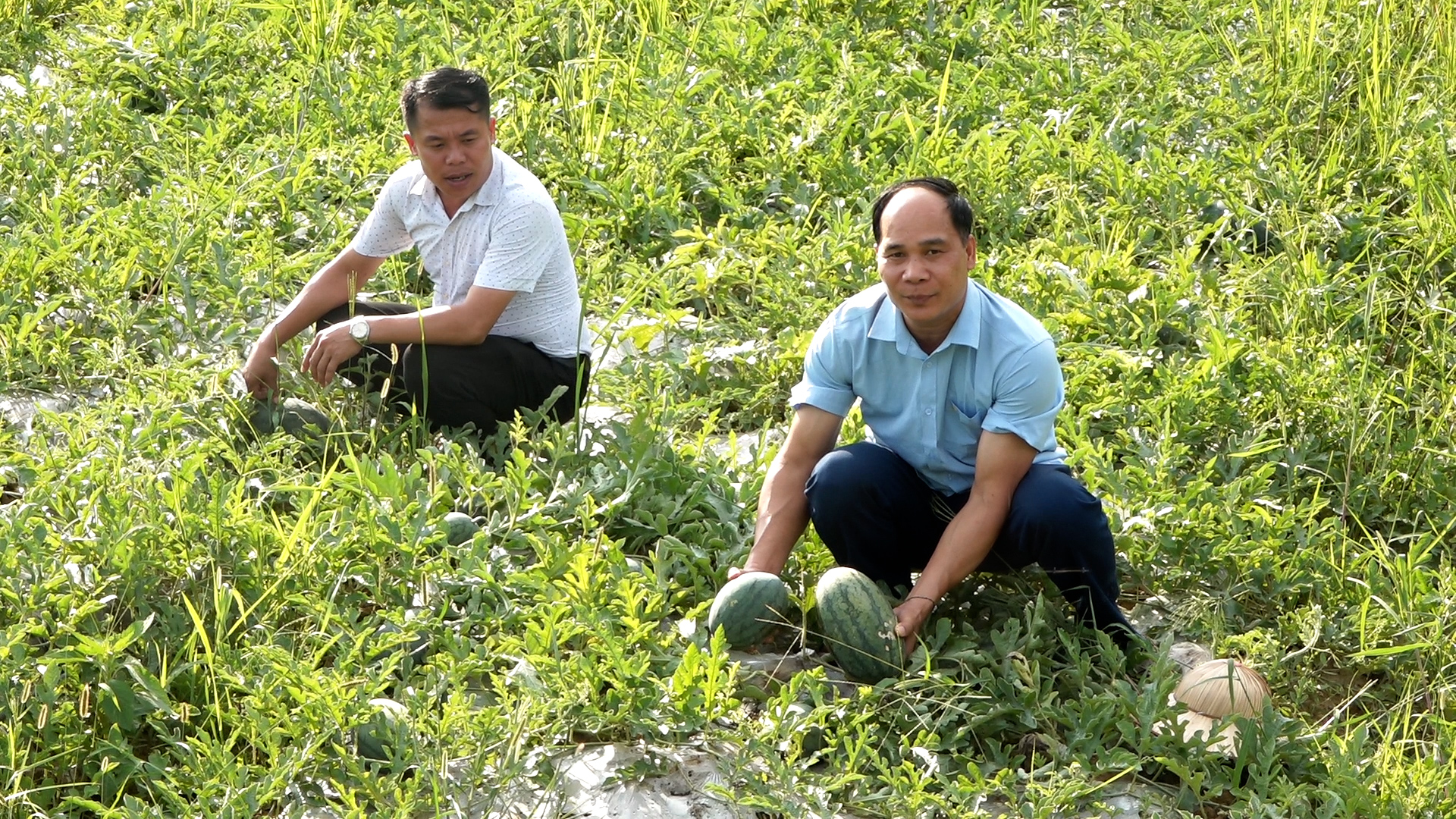 Thu nhập khá từ trồng dưa hấu