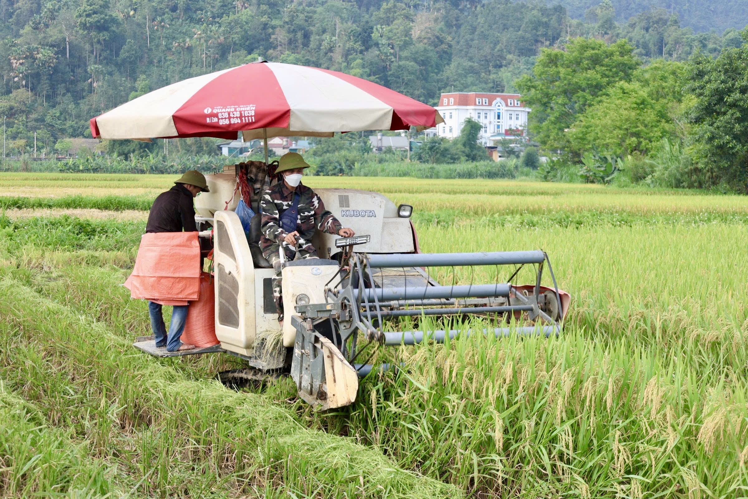 Mùa vàng trên quê hương Lâm Bình