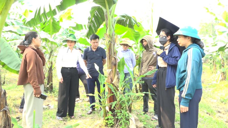 Đồng chí Bí thư Đảng ủy, Chủ tịch HĐND xã kiểm tra mô hình trồng chuối Tiêu Nam Mỹ và đánh giá kết quả công tác phát triển kinh tế- xã hội quý I tại các thôn Hồng Thái, Việt Thắng, Việt Thành