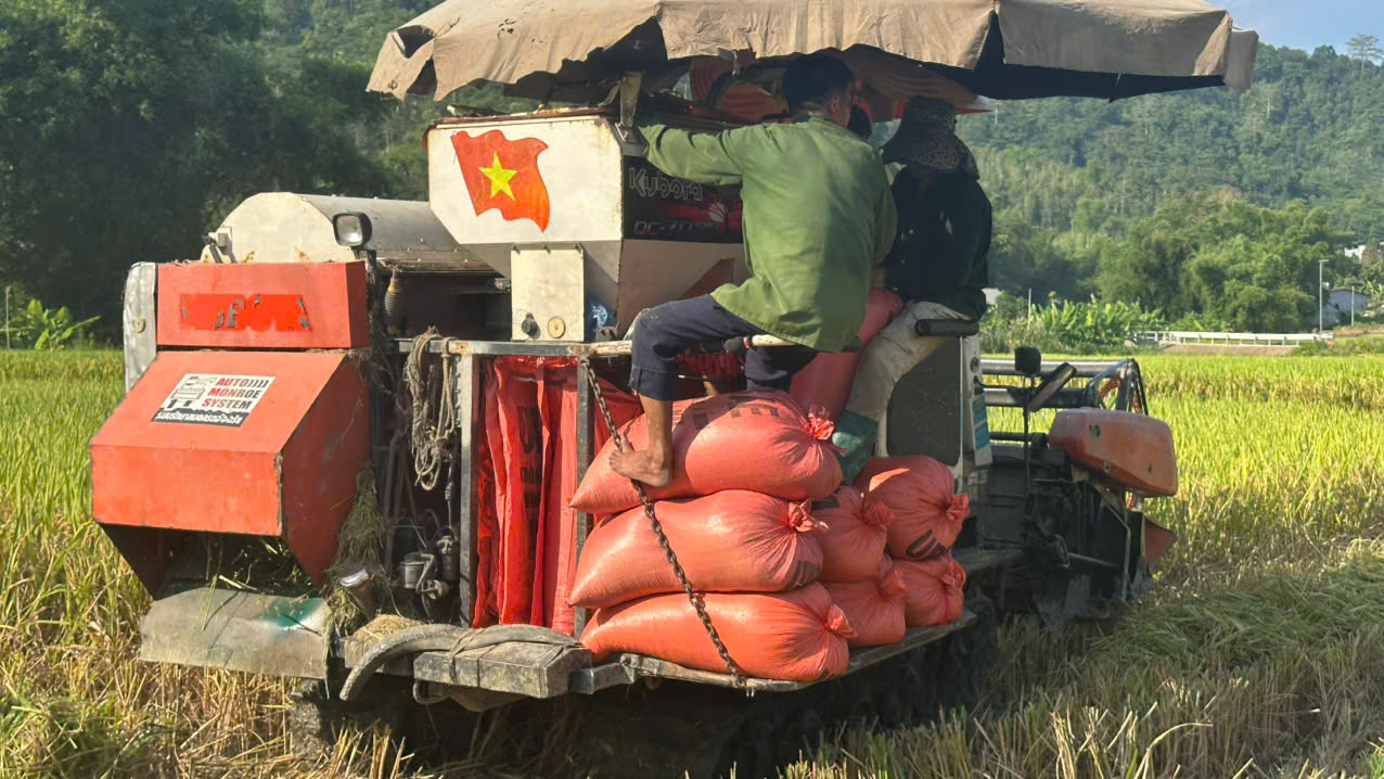 gặt 16.jpg