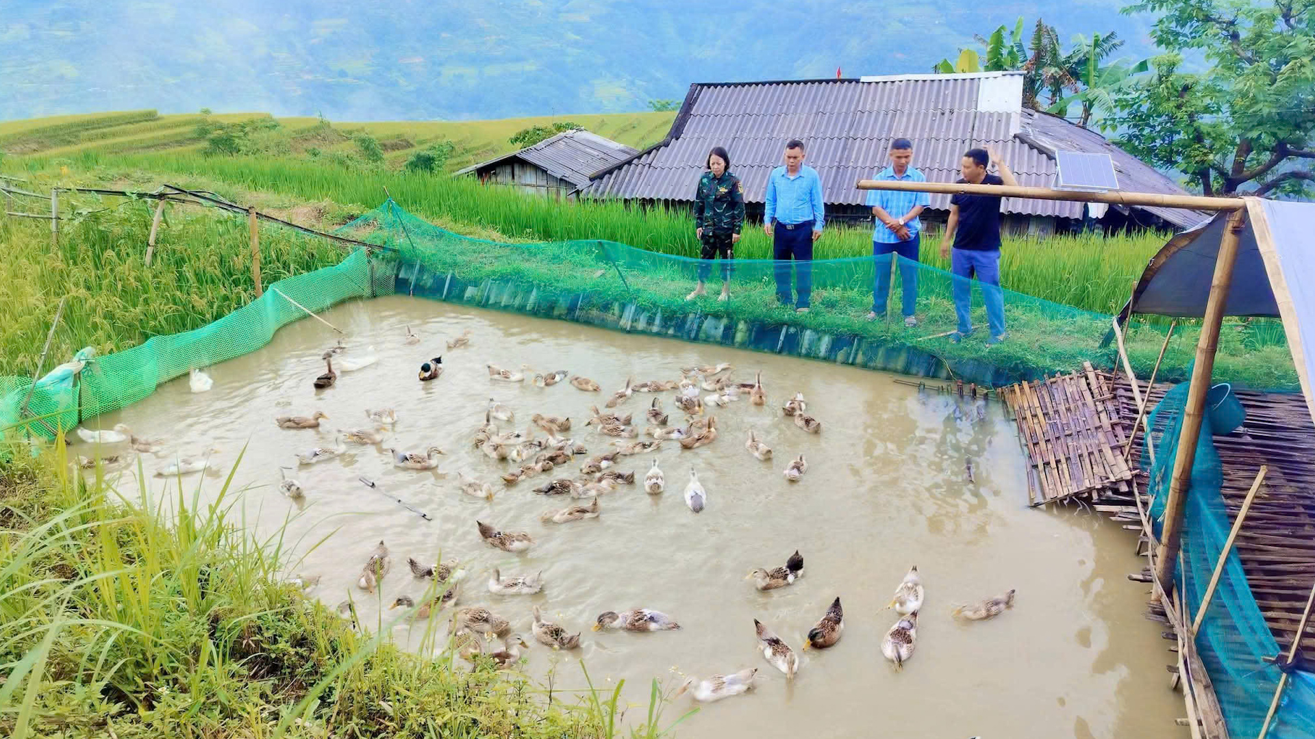 ĐỒNG CHÍ VƯƠNG THỊ NGA-PHÓ BÍ THƯ THƯỜNG TRỰC ĐẢNG UỶ XÃ BẢN MÁY  KIỂM TRA MÔ HÌNH CHĂN NUÔI VỊT SINH SẢN
