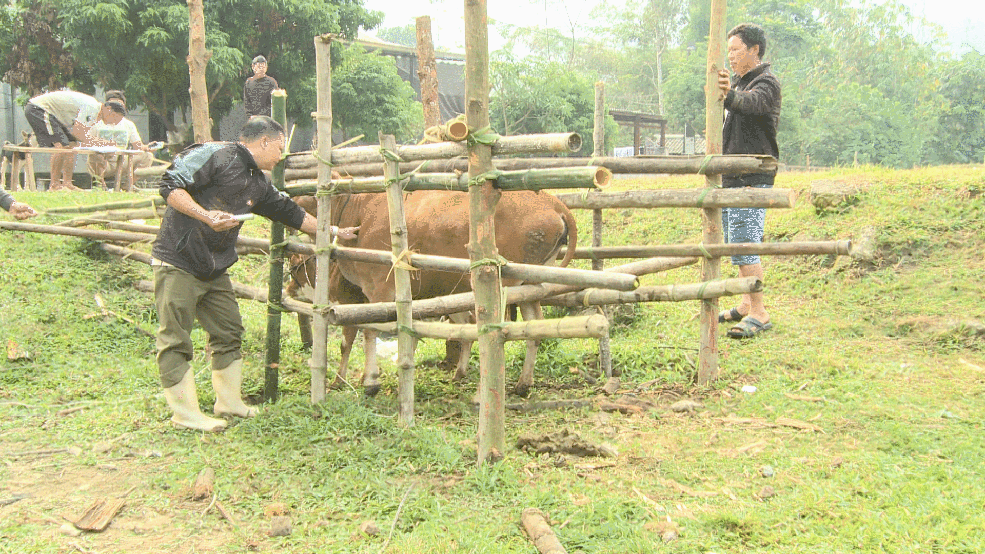 Công tác tiêm phòng cho đàn trâu, bò trên địa bàn xã Bình An