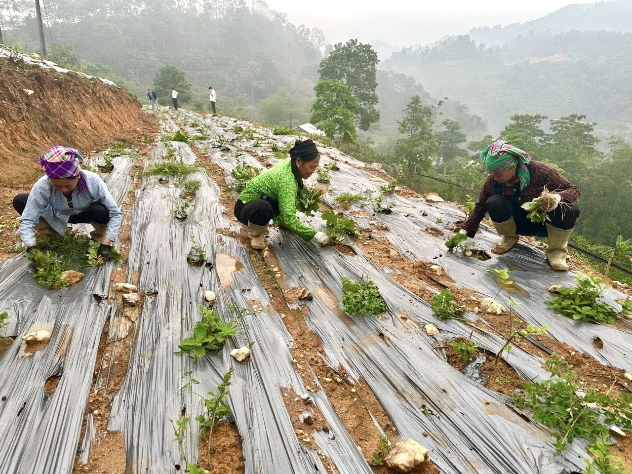 Chủ tịch UBND xã Hồ Thầu thăm mô hình trồng hoa nhài