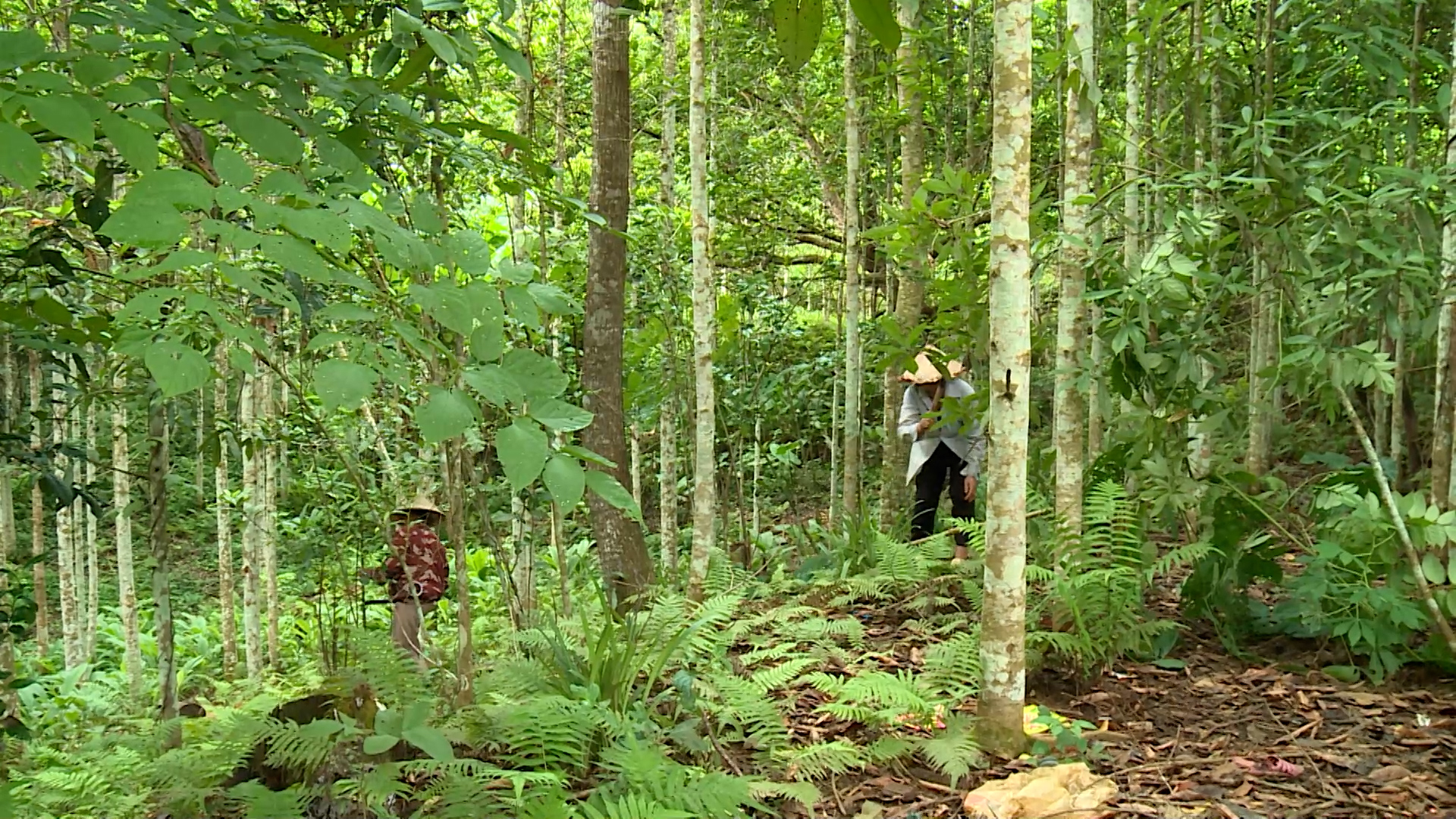 PS Đại hội Đảng bộ x&atilde; Y&ecirc;n Hoa.00_05_16_07.Still004.jpg