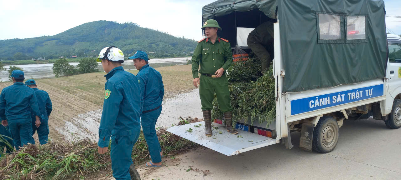 Lực lượng Dân quân , Công an xã giúp nhân dân thôn Sài Lĩnh thu hoạch hoa màu để tránh ngập úng.