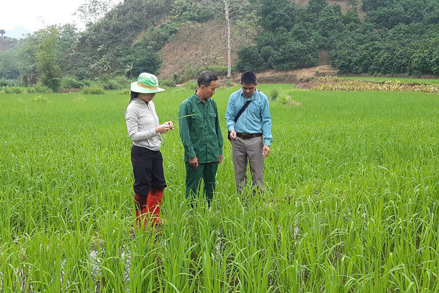Lực Hành: Chủ động kiểm tra, phòng trừ sâu bệnh hại lúa Xuân năm 2026