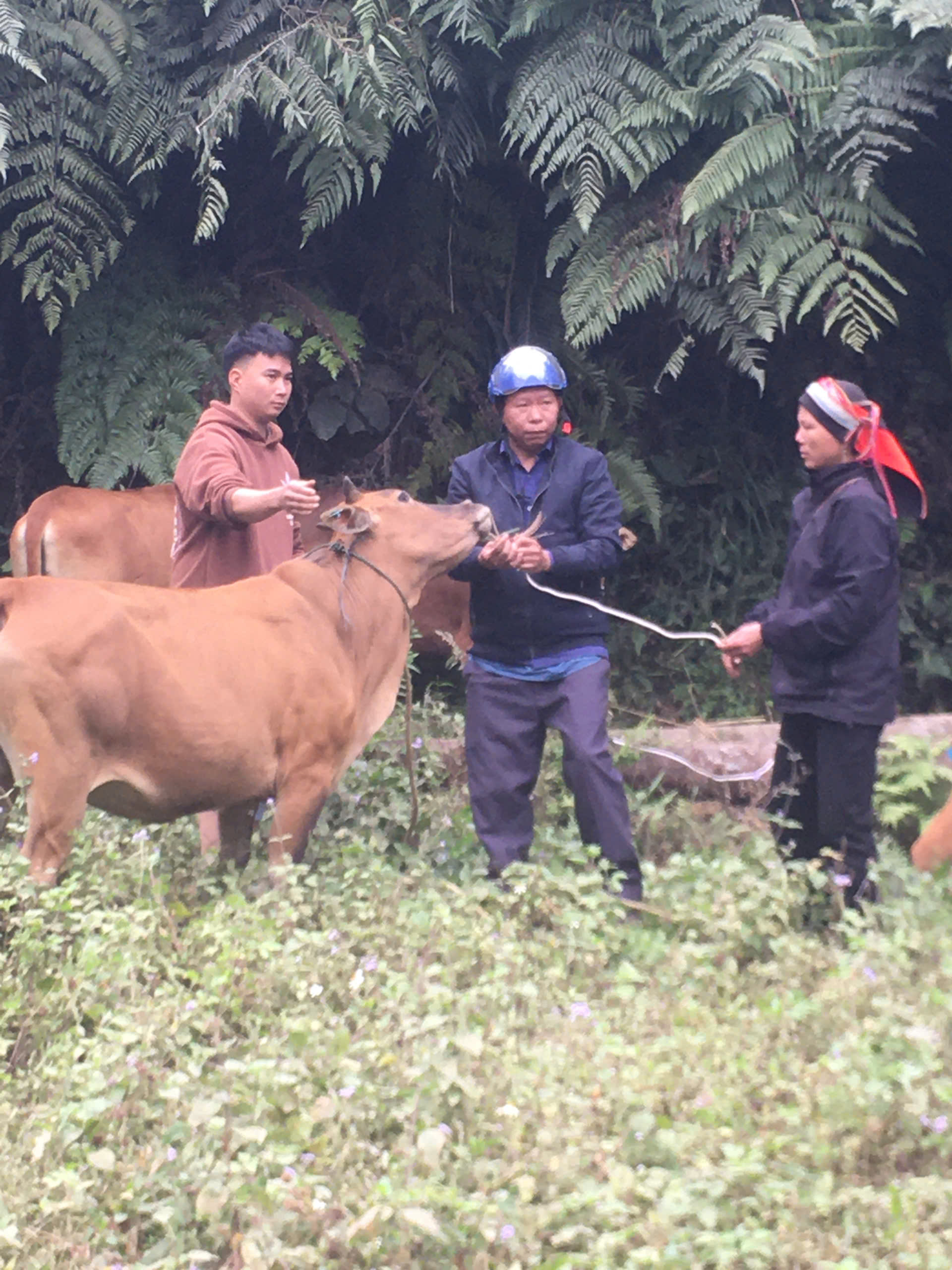 Lễ giao bò cho người dân thôn Nà Viền