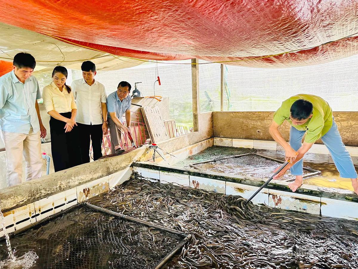 Hòa An nhân rộng mô hình kinh tế mới