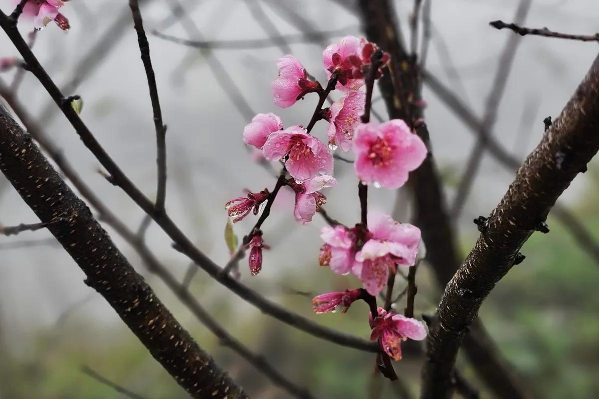 Hoa đào, hoa mận bung nở trên cung đường Tây Bắc