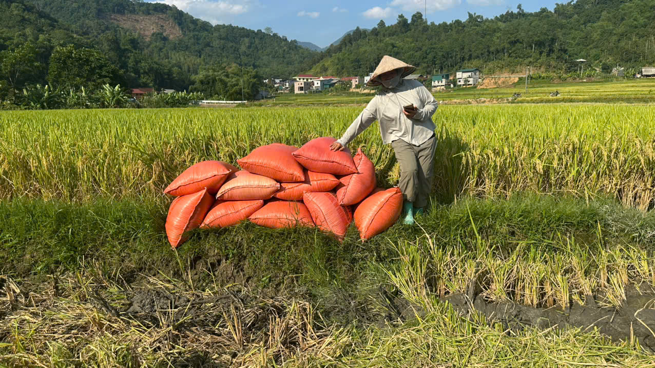 gặt 10.jpg
