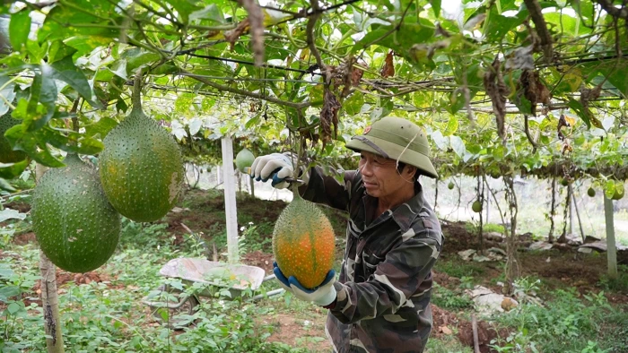 Nông dân chủ động chuyển đổi cây trồng, thích ứng biến đổi khí hậu