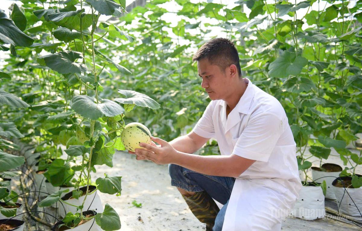 Những “trái vàng” mùa hạ