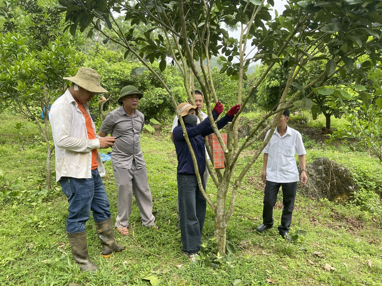 Thí điểm ghép Cam rốn lồi tại xã Xuân Giang