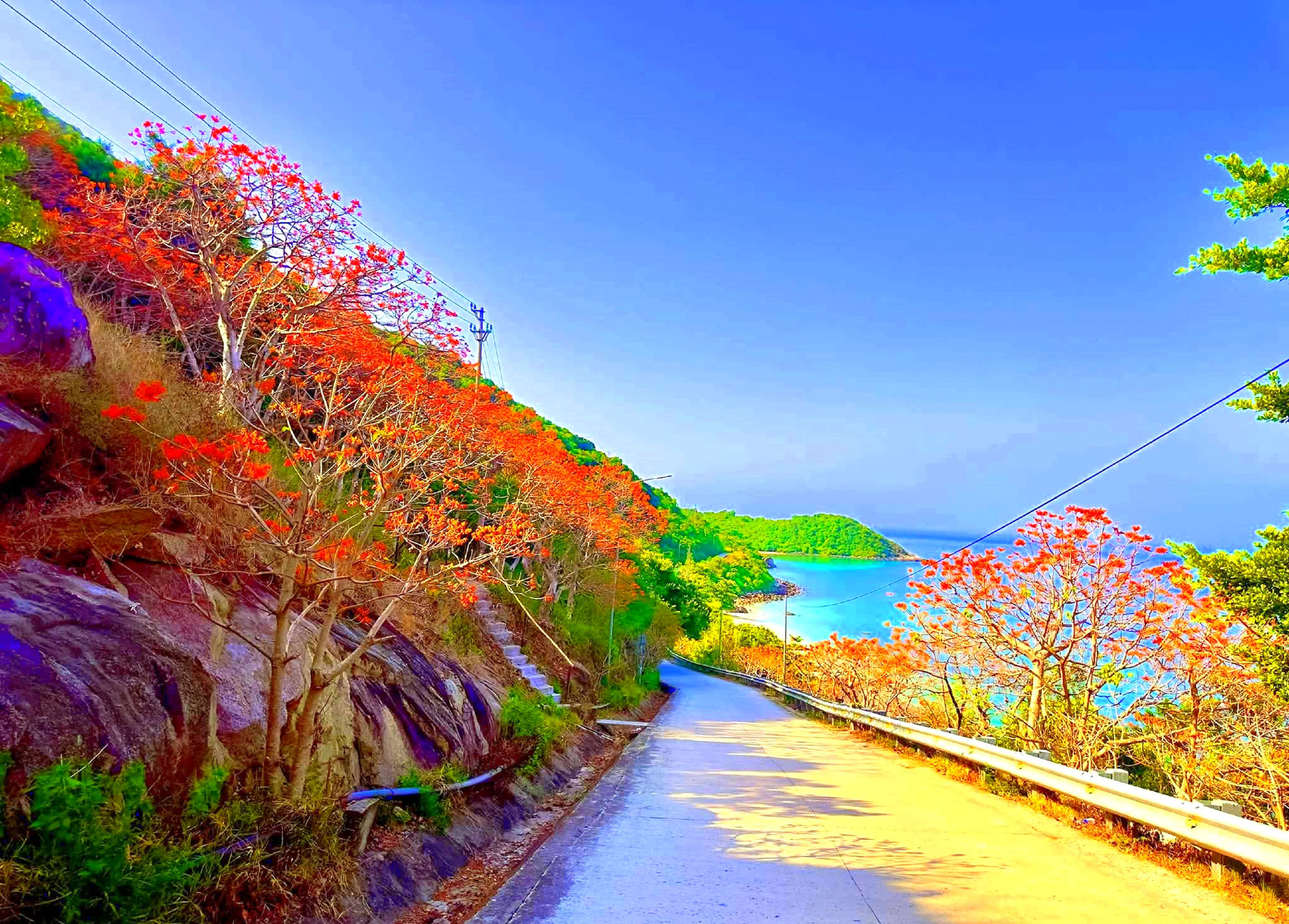 Mùa ngô đồng nhuộm đỏ Cù Lao Chàm