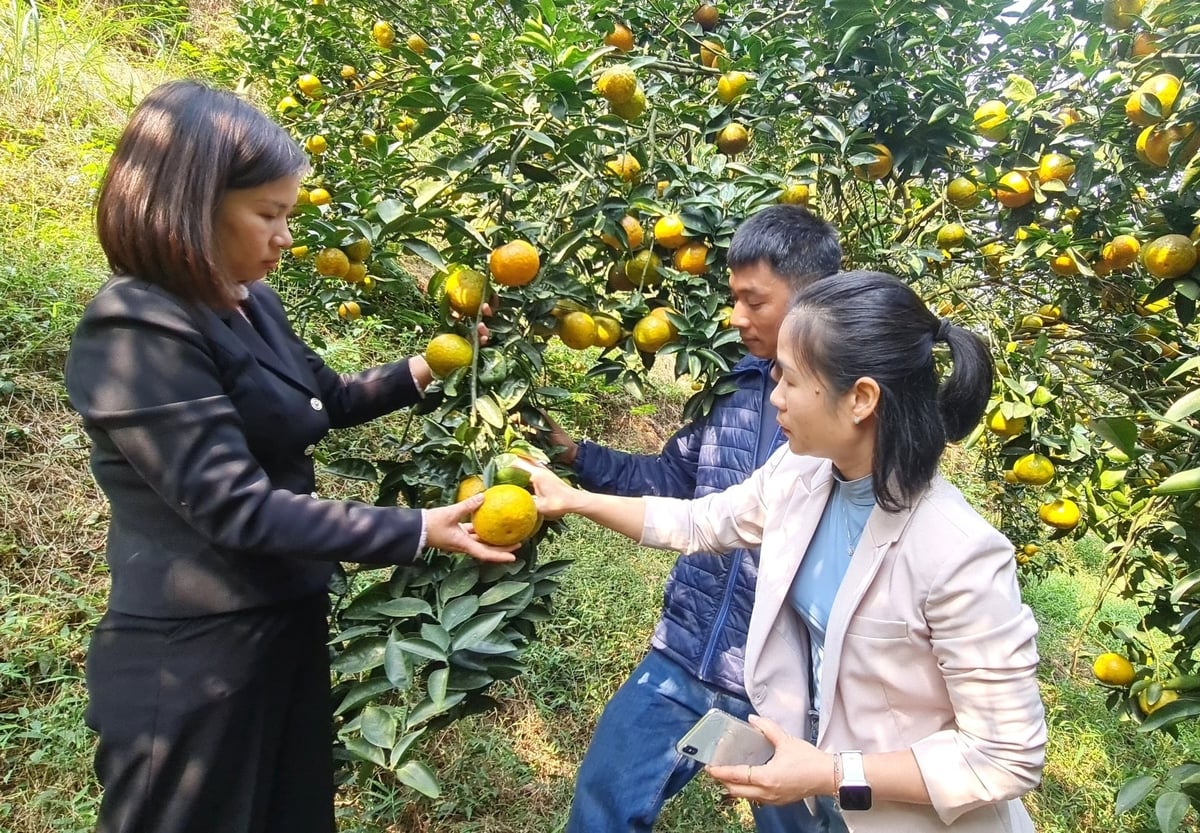 Tuyên Quang có 454 sản phẩm đạt sao OCOP