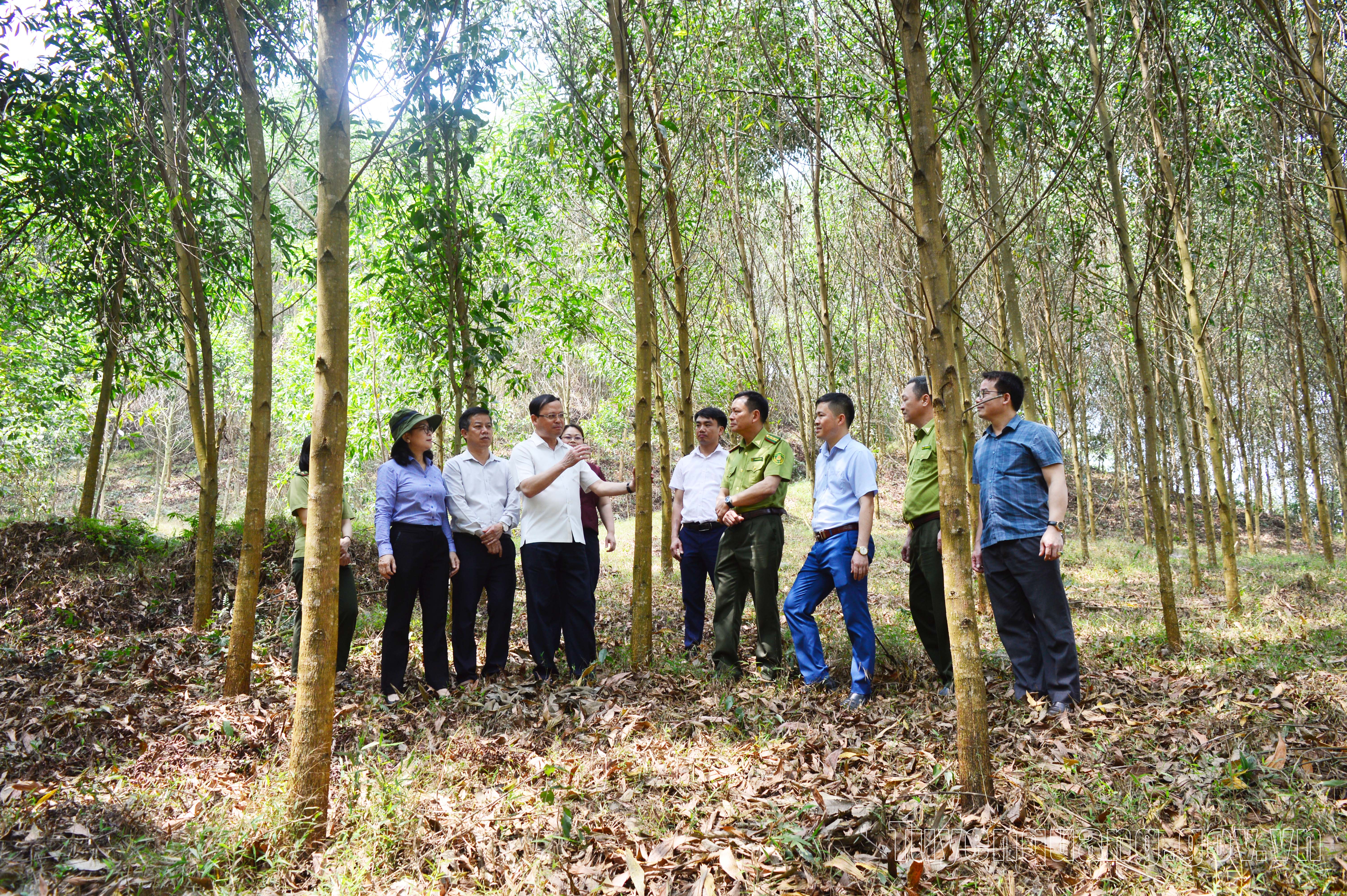 Mã số vùng trồng rừng: Đòn bẩy nâng tầm lâm nghiệp Tuyên Quang