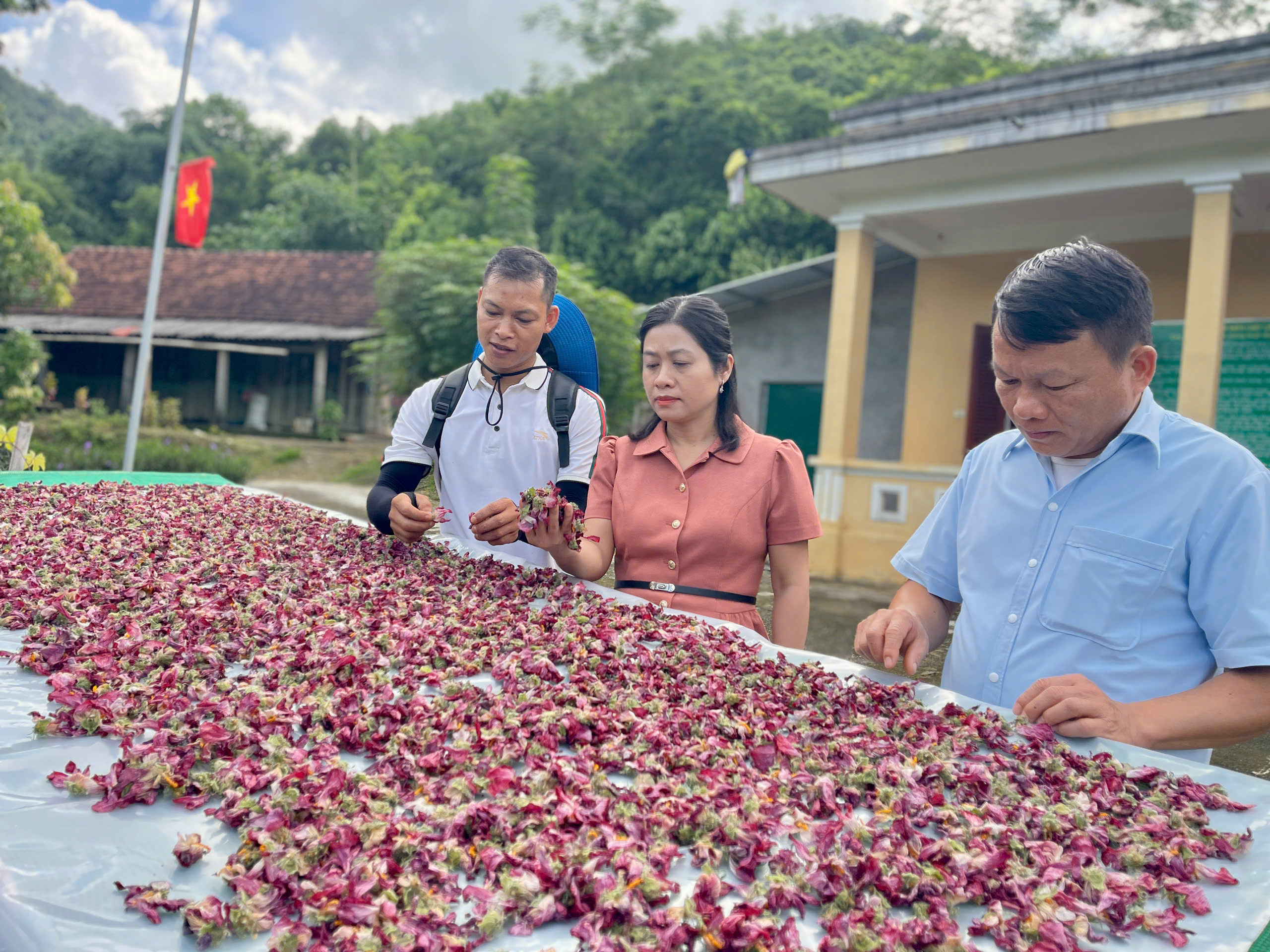 Đón bình minh cùng " Trà hoa sâm - Sản phẩm từ cây sâm bố chính" ở Kiên Đài