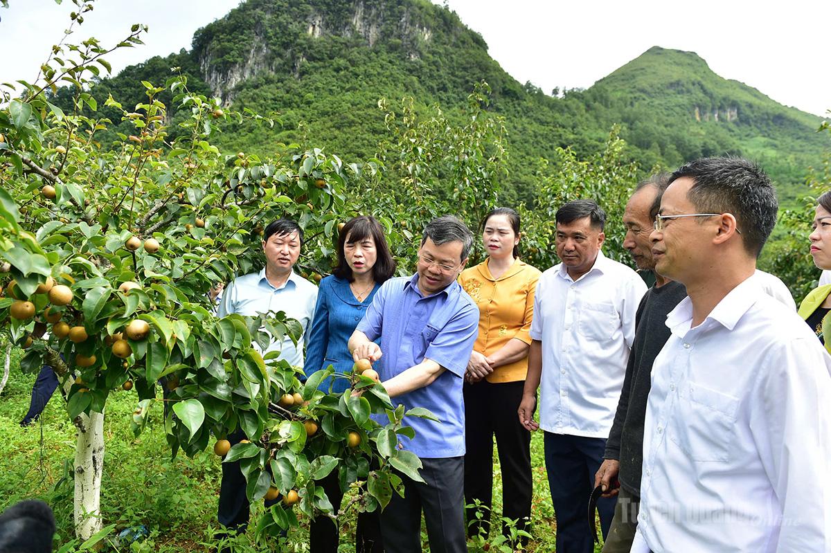 Liên kết trồng dâu tằm