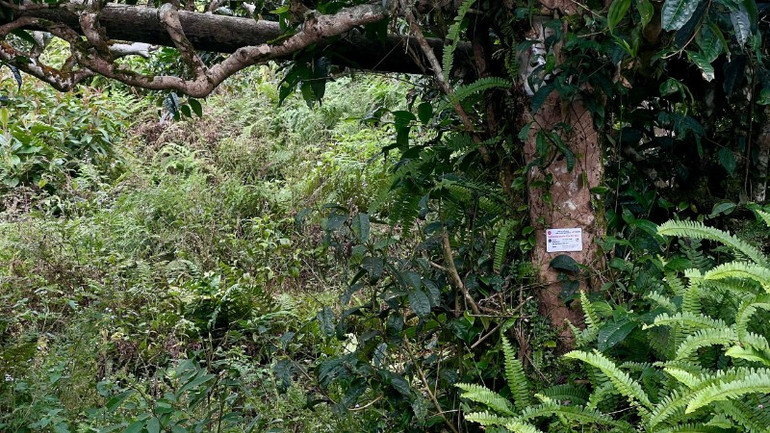 High-Tech Identification and Digital Passporting for 100 Ancient Shan Tuyet Tea Trees