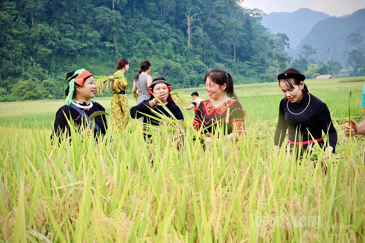 Mùa vàng Cao Đường