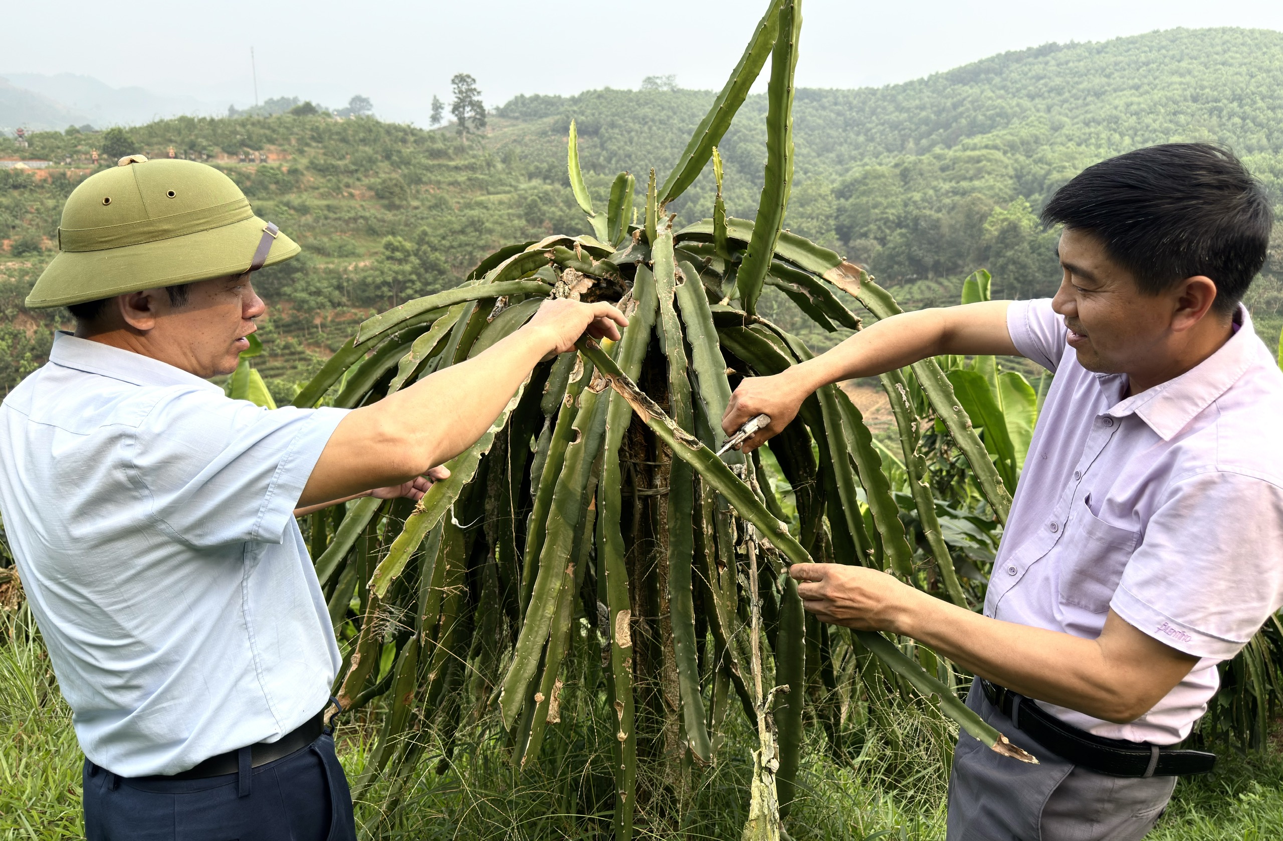 TRẠM BẢO VỆ VÀ KIỂM DỊCH THỰC VẬT KHU VỰC II PHỐI HỢP VỚI TRUNG TÂM DỊCH VỤ CÔNG XÃ YÊN PHÚ KIỂM TRA TÌNH HÌNH BỆNH TRÊN CÂY THANH LONG RUỘT ĐỎ TẠI THÔN 1 MINH PHÚ, XÃ YÊN PHÚ