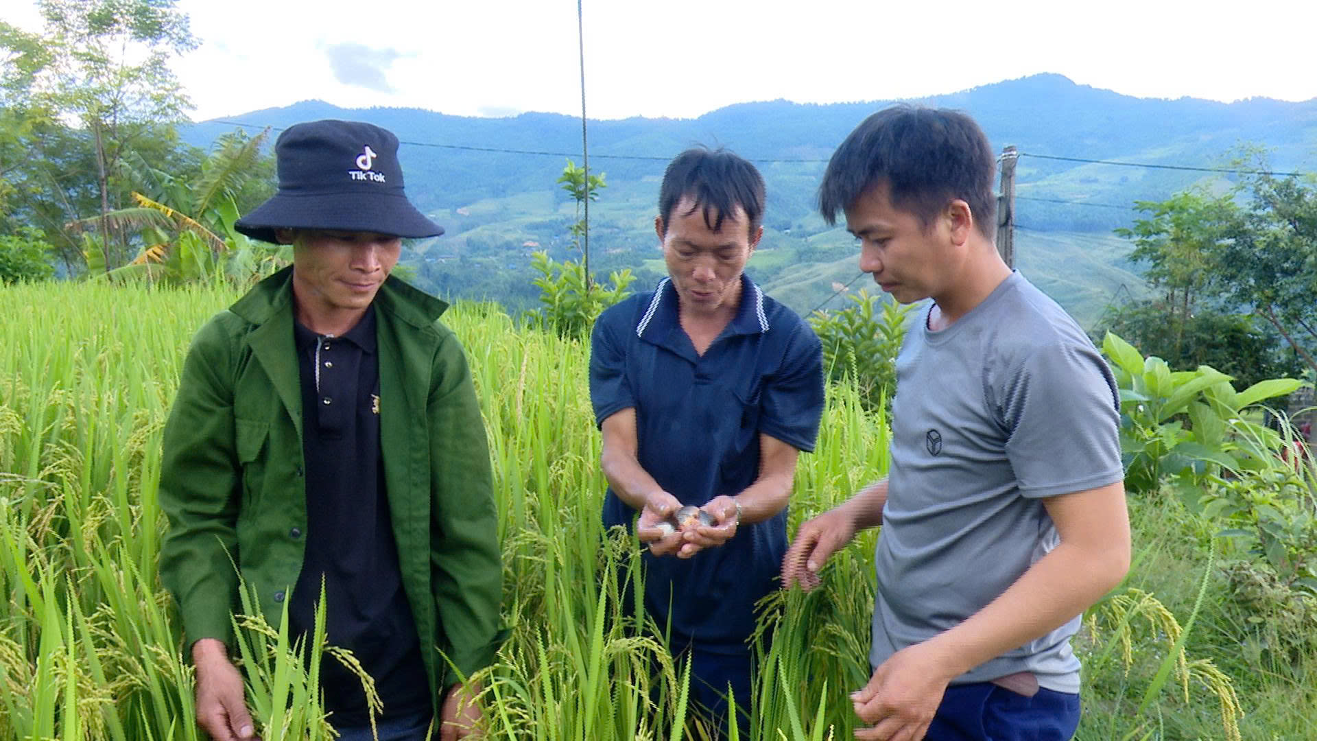 Hiệu quả mô hình nuôi cá chép ruộng ở thôn Khuổi Trang
