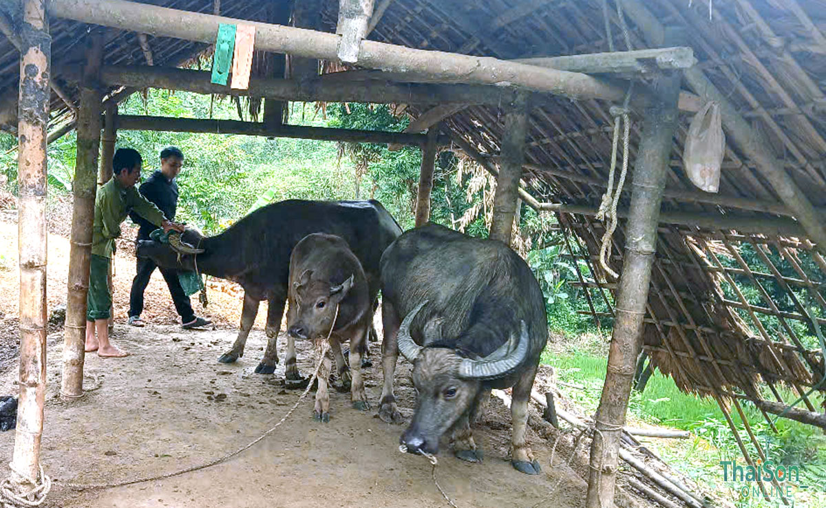Thái Sơn đẩy nhanh tiến độ tiêm phòng đàn gia súc, gia cầm vụ Xuân – Hè 2026