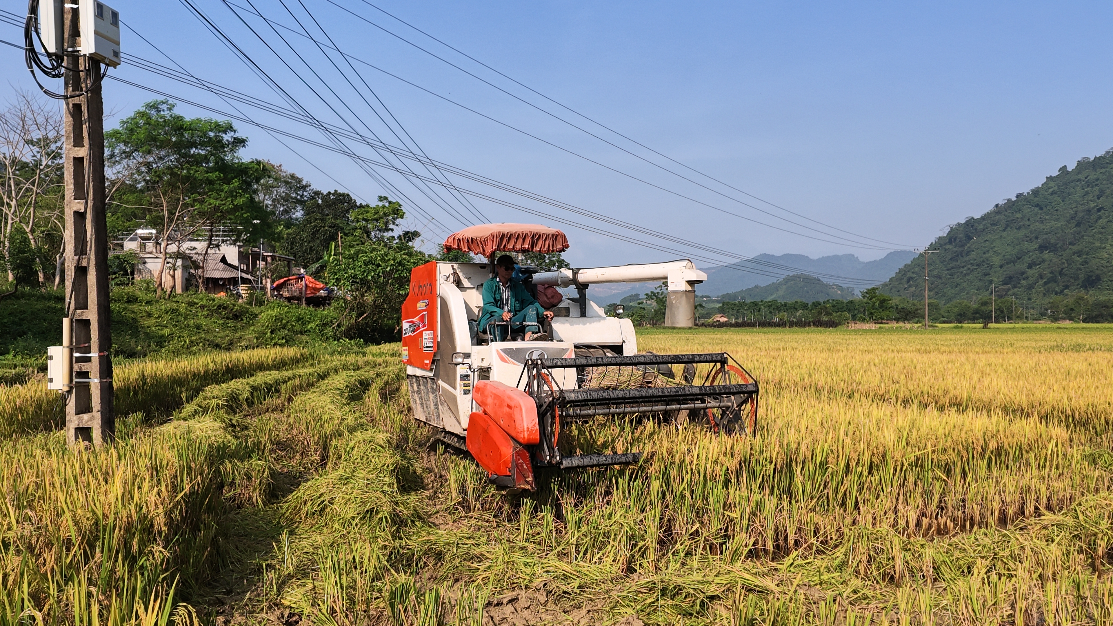 Xã Linh Hồ tập trung thu hoạch vụ Xuân