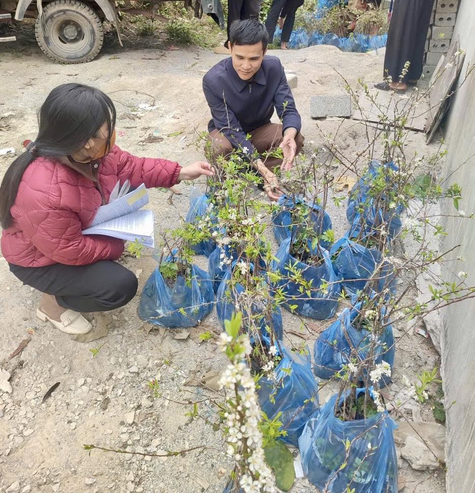 CẤP PHÁT CÂY GIỐNG VÀ VẬT TƯ PHÂN BÓN CHO CÁC HỘ DÂN THAM GIA MÔ HÌNH TRỒNG MỚI CÂY ĂN QUẢ ÔN ĐỚI