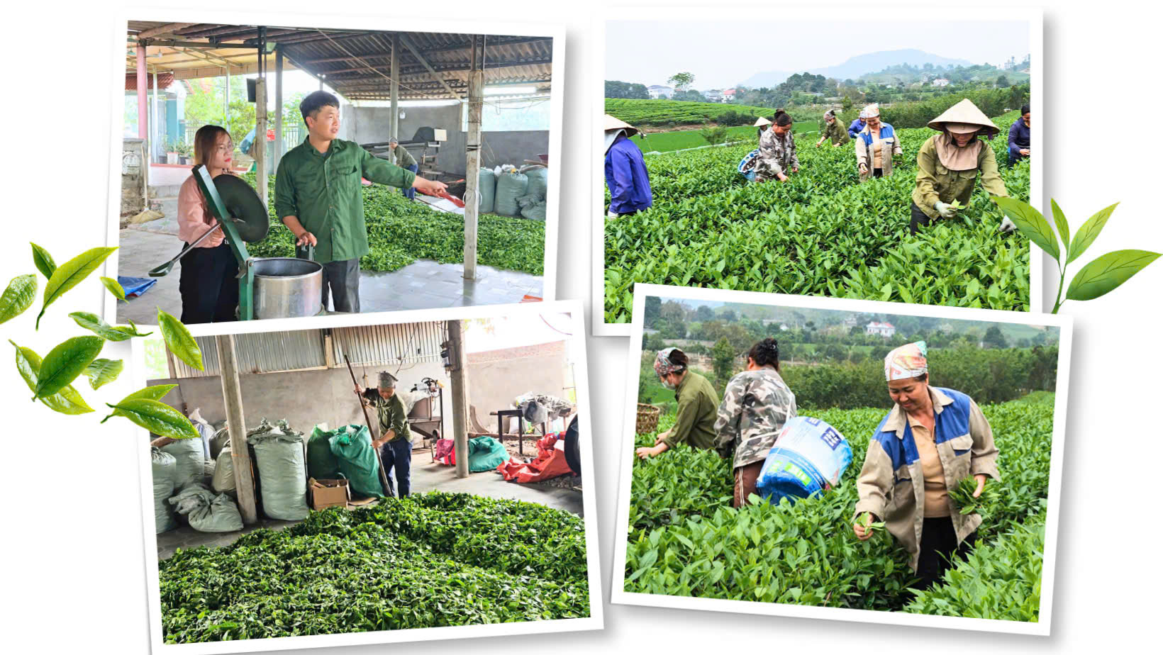 Nông sản Nhữ Khê – Tinh hoa từ quê hương 