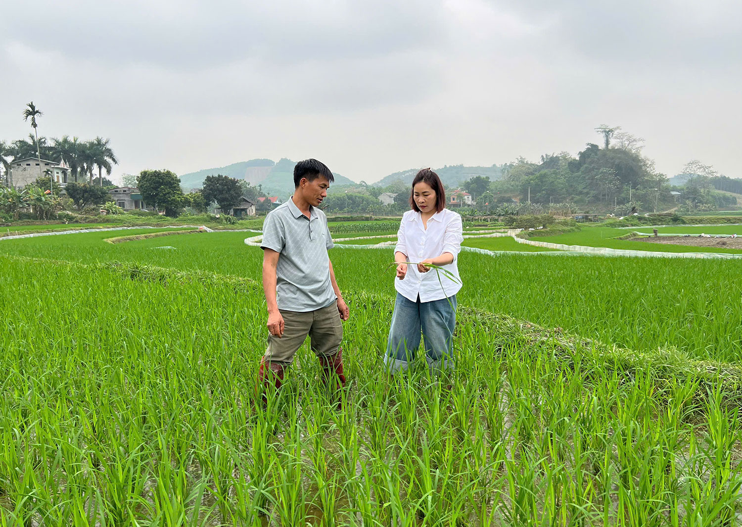 Trung tâm Dịch vụ công xã Yên Sơn hướng dẫn phòng trừ bệnh đạo ôn hại lúa