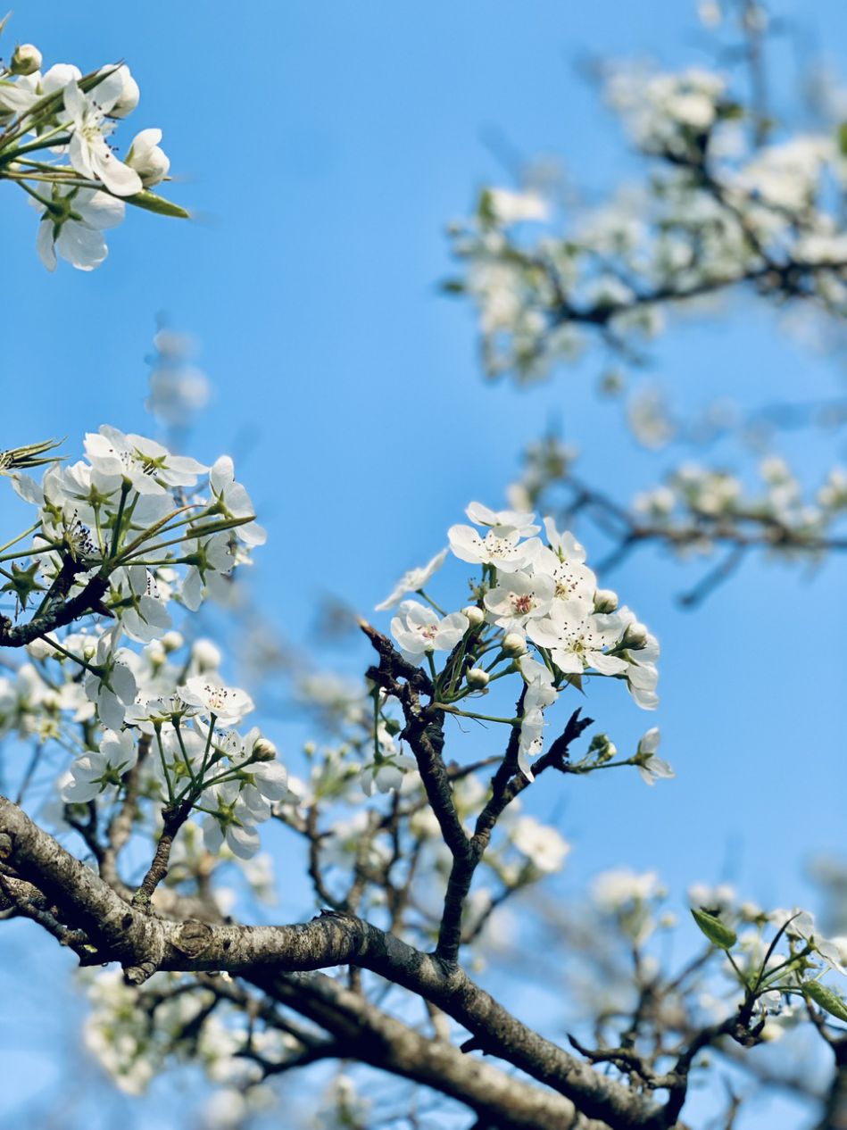 Dưới vầng lê trắng