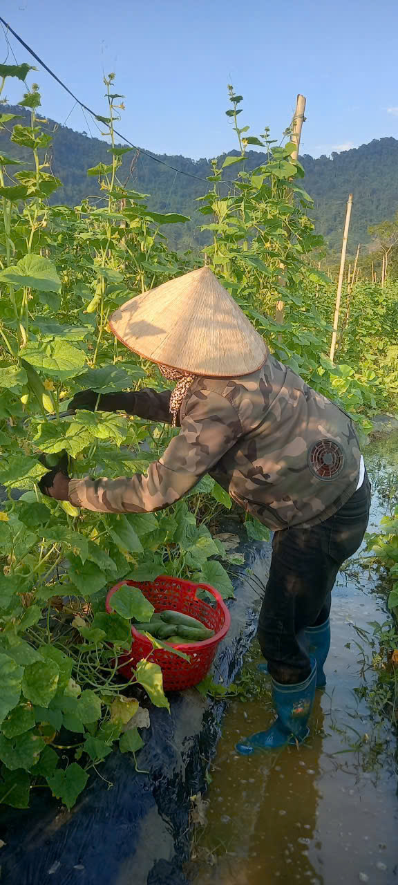 Dưa 4.jpg
