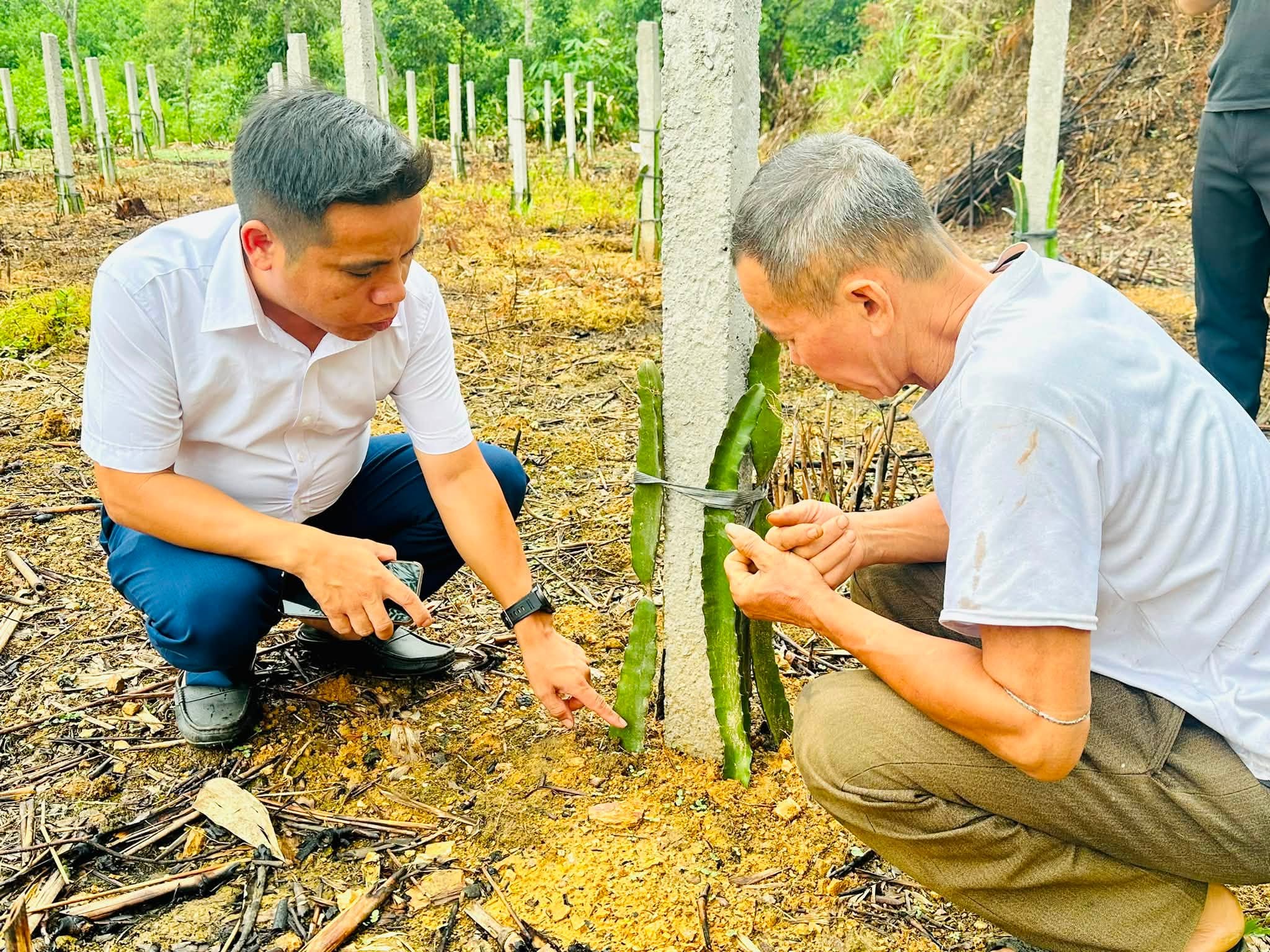 Xã Bạch Ngọc nghiệm thu mô hình trồng thanh long ruột đỏ